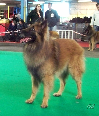 n°81 Clovis du brudour 5311.JPG